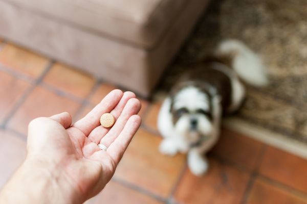 犬に薬を飲ませる