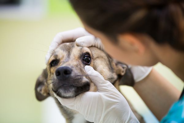 目の検査をする犬