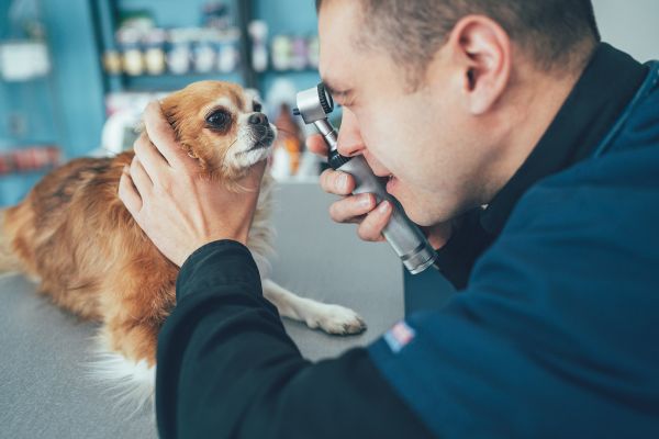 赤い目の検査をする犬