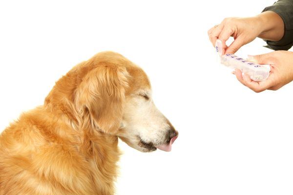 犬に薬を飲ませる