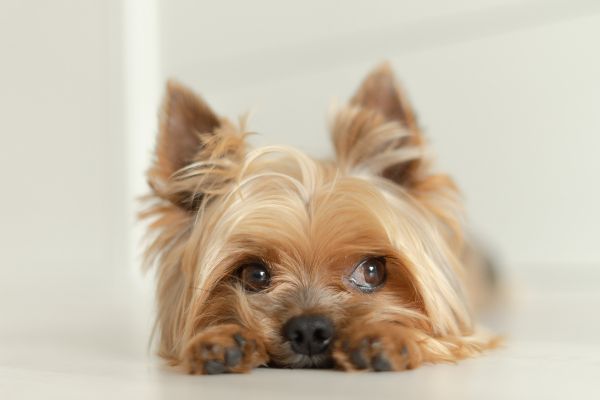 【獣医執筆】犬の蛋白漏出性腸症の症状や治療、食事について解説