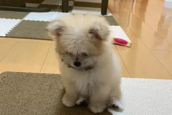 ｼｭﾝ 泣 怒られてあからさまに凹む姿が話題に しゅんです 反省犬5連発 怒られても可愛いイヌって罪だな Inunavi いぬなび