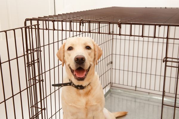 大型犬用ケージおすすめ6選｜室内用や屋根付きからおしゃれなものも  