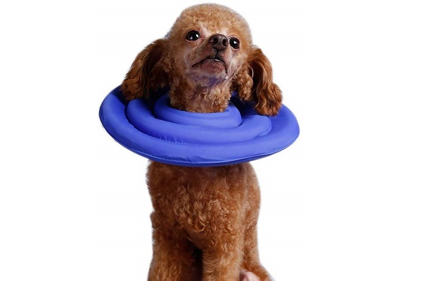 犬用エリザベスカラー人気おすすめ8選 嫌がらないのはドーナツ型 Inunavi いぬなび