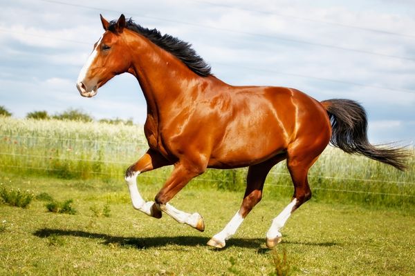 馬の全身の写真