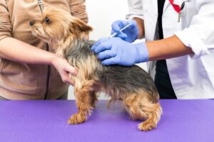 犬のフィラリア予防注射の値段と接種時期は？副反応の危険性を含め獣医が解説