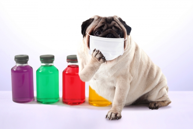 犬のインフルエンザは人からうつる？症状や対策・予防法について獣医が解説