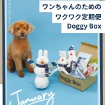 doggy BOX