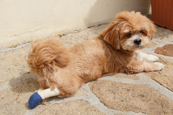 足をケガした犬