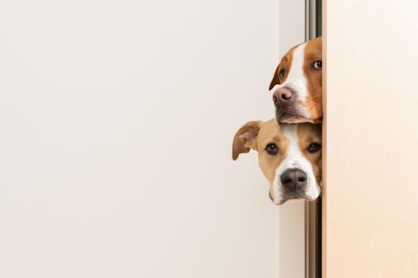 ドアの隙間から覗く2頭の犬