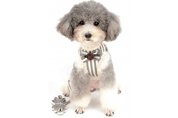 犬用ブランド首輪おすすめ人気12選 Tiffanyやルイヴィトンなどオシャレなものは Inunavi いぬなび