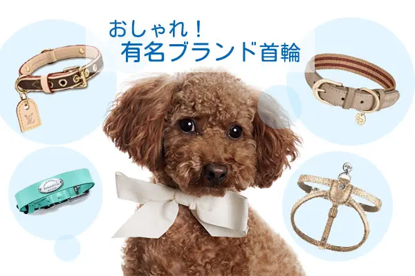 犬用ブランド首輪おすすめ人気12選 Tiffanyやルイヴィトンなどオシャレなものは Inunavi いぬなび