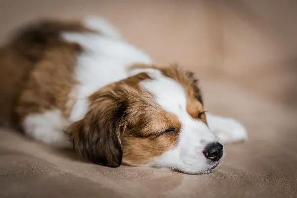 シニア犬は愛らしい 介護で大変なことやシニアになる前にやりたかったことは 現 元飼い主121人アンケート Inunavi いぬなび