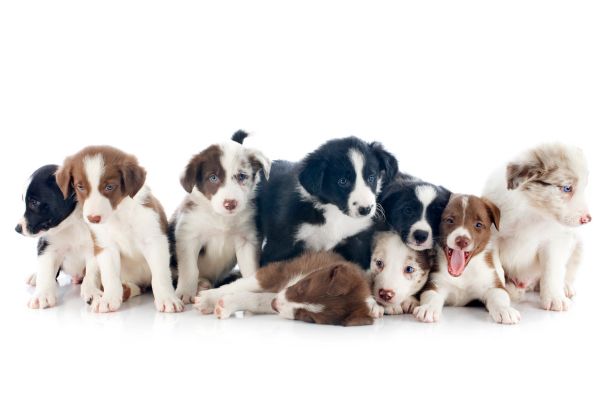 ボーダーコリーの子犬（2024年の平均価格は約34万円。毛色による値段の違いはなし）