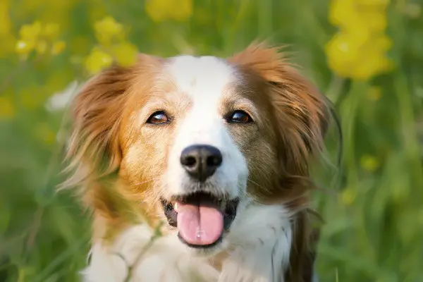 コーイケルホンディエってどんな犬種 値段 性格 飼い方 かかりやすい病気 購入方法を解説 Inunavi いぬなび