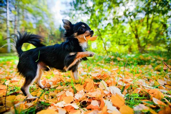 枯れ葉で遊ぶ犬の画像