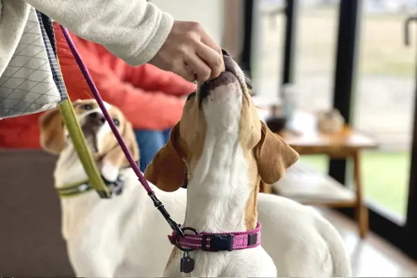 犬がご飯を食べない時の8つの原因と対策 病気 わがまま 老化など徹底解説 獣医師監修 Inunavi いぬなび