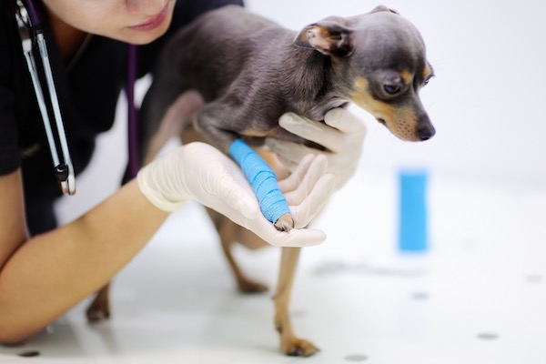 前足の治療を受ける犬