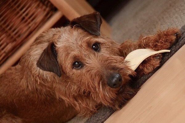 犬　おやつ
