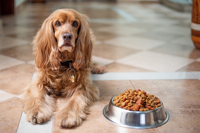 【獣医執筆】犬の味覚は5つ！美味しいと感じるものや人間との違いを解説