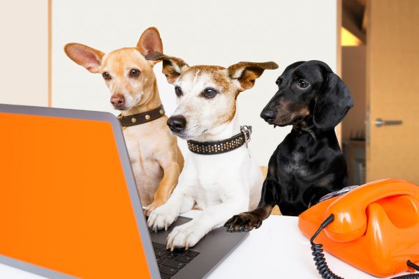 パソコンの前で調査しているい3頭の犬