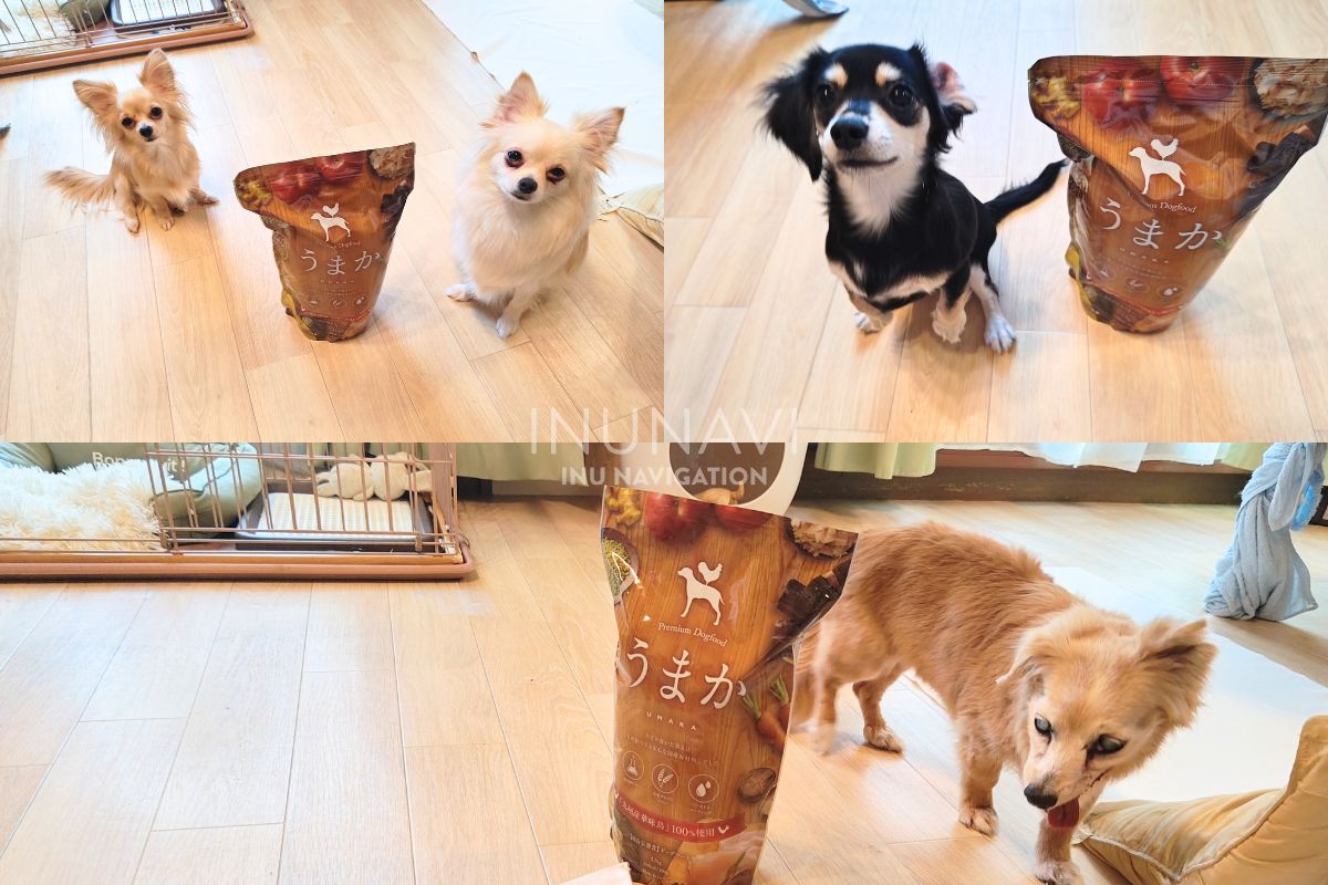 ちわわ様専用　うまか ルル様専用＊新品・未開封うまか 1.5kg×袋 国産 ドッグフード オール