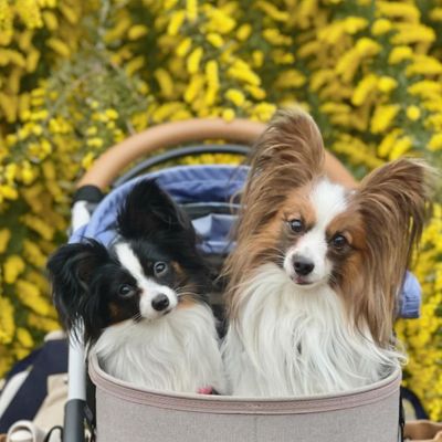 トレーナー監修】パピヨンはどんな犬？性格・飼いやすさ・しつけ・子犬 