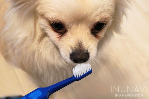 ドクターデンタルワンの歯ブラシと愛犬