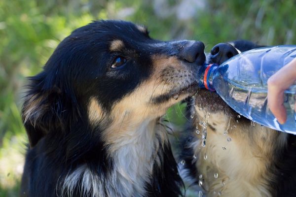 ペットボトルから水を飲む2頭の犬