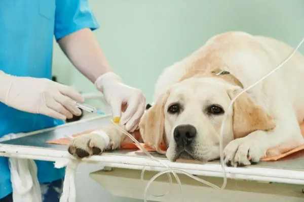 犬の血便は病気のサイン 血便の原因やすぐに動物病院で診断すべき血便とは 獣医師執筆 Inunavi いぬなび