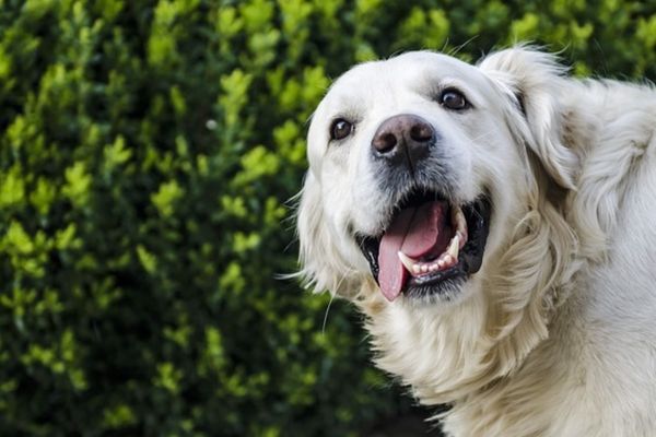 犬のしつけ方　笑顔のゴールデンレトリーバー　