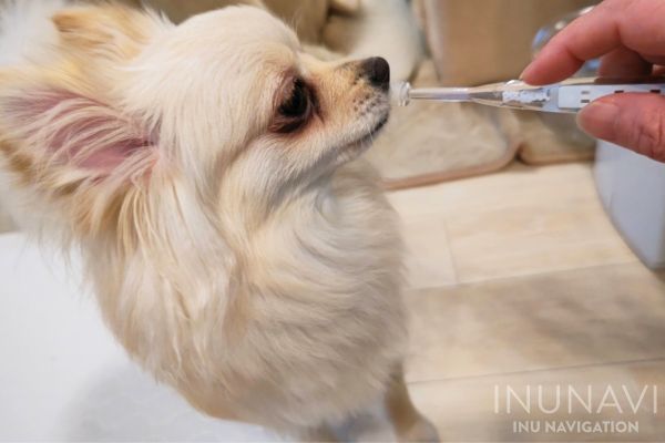 ドクターデンタルワン で歯磨きする愛犬