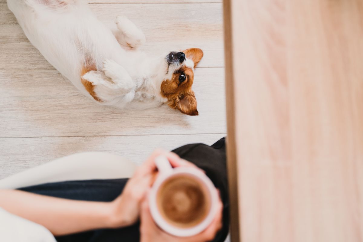飼い主のコーヒータイムを見守る小型犬
