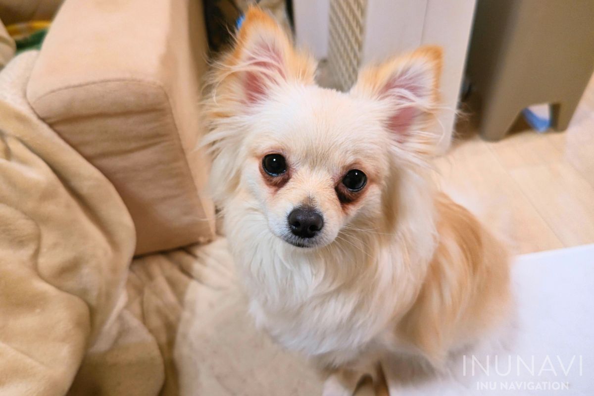 K9ナチュラルドッグフードの口コミ評判・安全性を徹底評価 実際の愛犬レビューも INUNAVI いぬなび