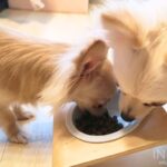 愛犬「ピノ」「ココ」の実食レビュー