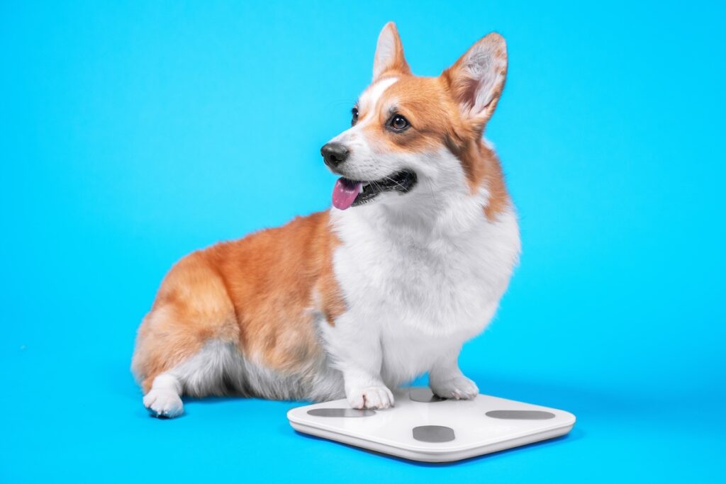 コーギーの平均体重・子犬の体重推移・肥満防止法は？みんなの体重を知れるアンケートも！【獣医師監修】