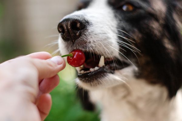 さくらんぼを食べようとしている犬