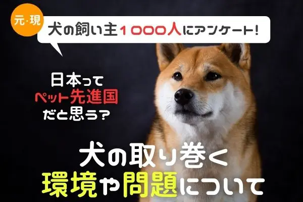 日本は犬に優しい国 殺処分をどう思う 犬の現状について考える 犬の現 元飼い主さん1000人アンケート Inunavi いぬなび