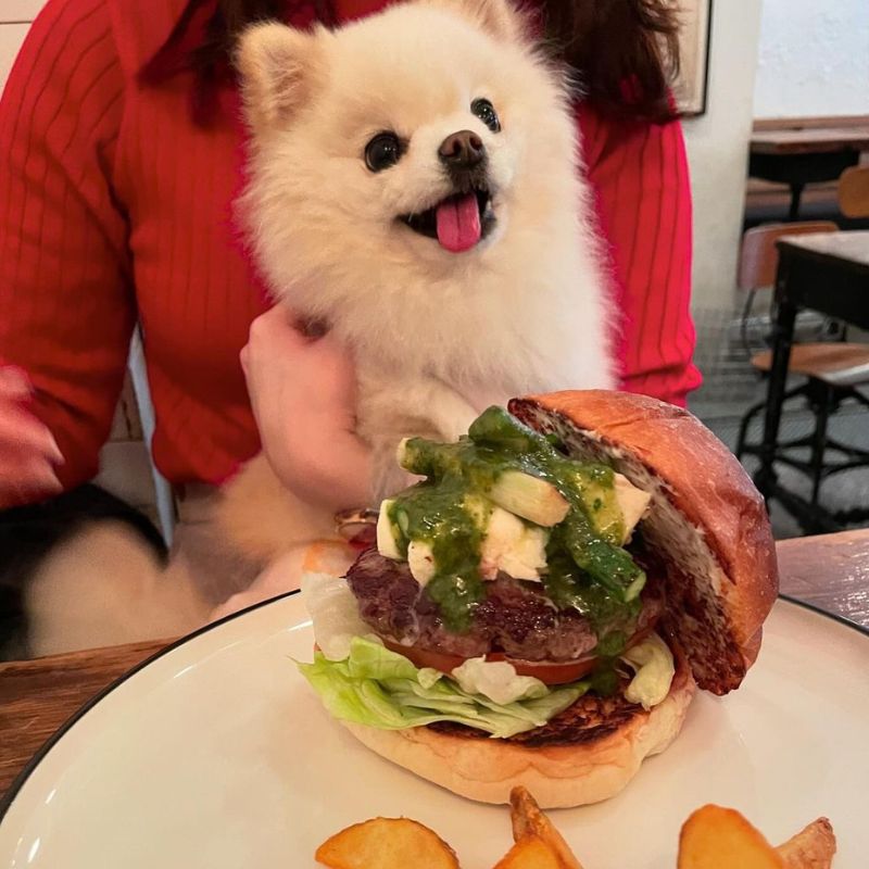 【 Burger Mania Ebisu】＠pompom___kinako（きなこ）恵比寿のペット同伴OKなドッグカフェ
