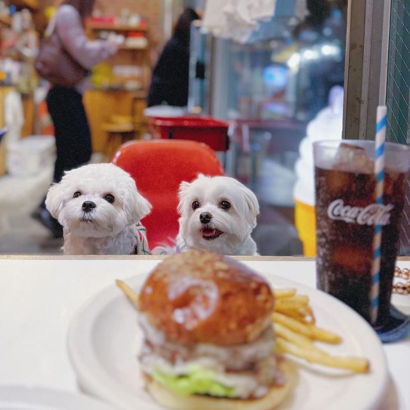 【 THE GREAT BURGER】@mugisuke_channel（むぎすけともちこ 🅼🆄🅶🅸♥🅼🅾🅲🅷🅸🅲🅾）渋谷のペット同伴OKなドッグカフェ