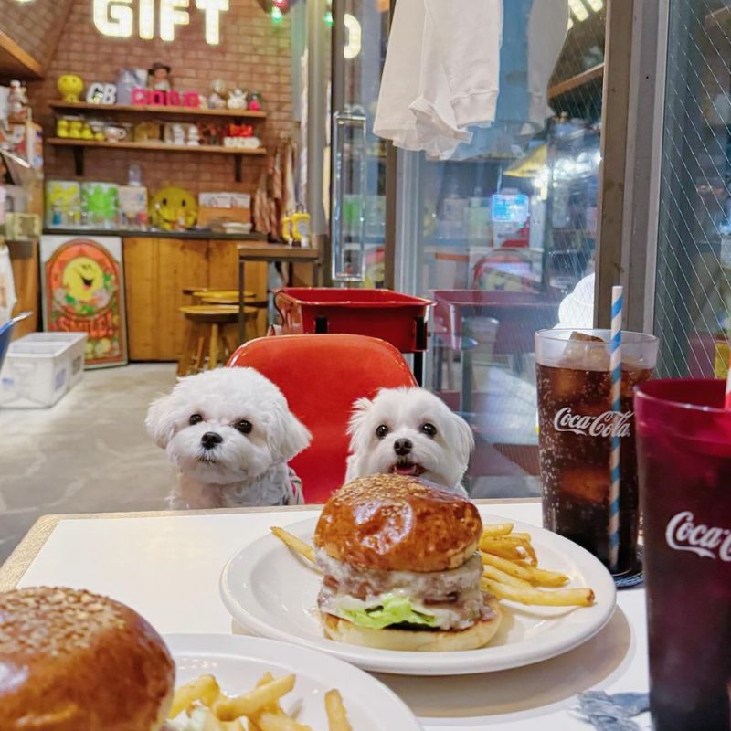 【 THE GREAT BURGER】@mugisuke_channel（むぎすけともちこ 🅼🆄🅶🅸♥🅼🅾🅲🅷🅸🅲🅾）渋谷のペット同伴OKなドッグカフェ