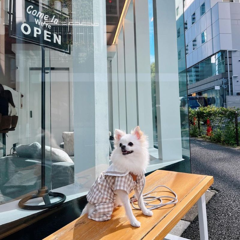 【 Whitely (Cafe & Bar)（ホワイトリーカフェ）】@naninu_nenono（むに💙ポメチワ）渋谷のペット同伴OKなドッグカフェ