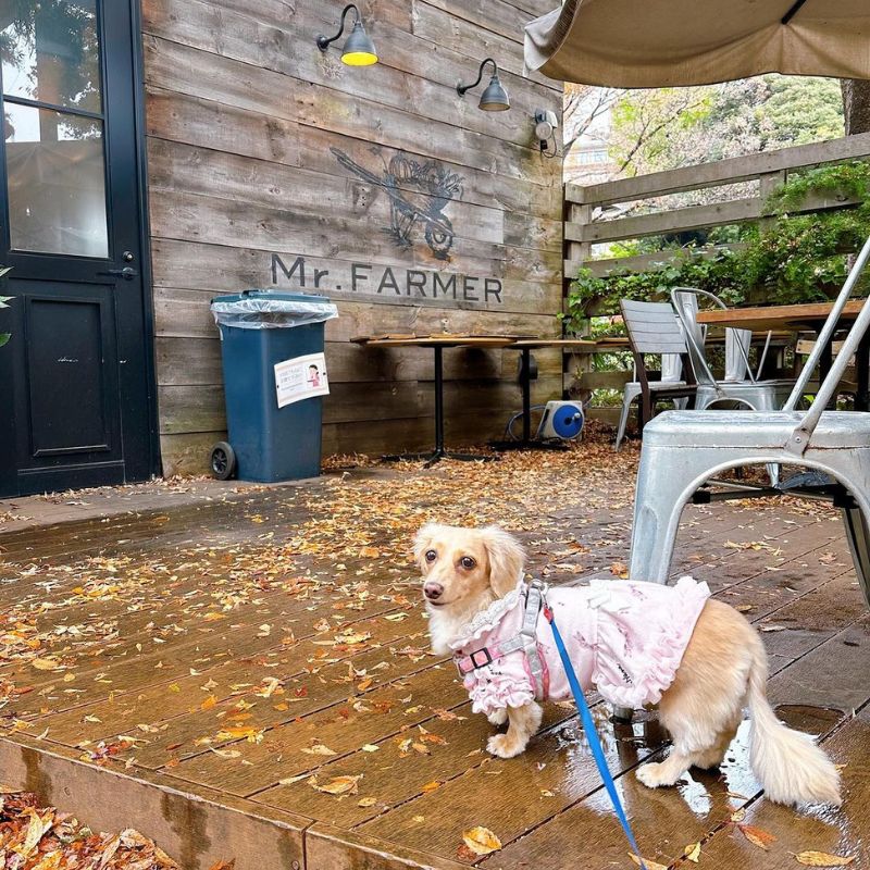 【Mr. FARMER 駒沢オリンピック公園】＠lara.ann.bub.dog（Lara＆アンくん＆バブ様）駒沢公園のペット同伴OKなドッグカフェ