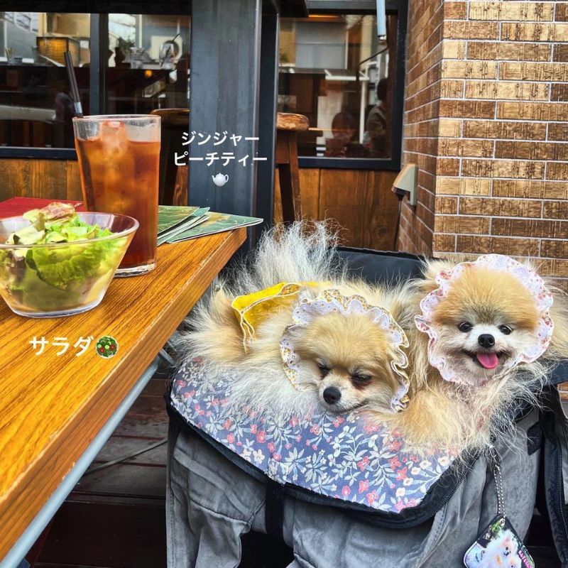 【アジアンビストロDai 駒沢店】@pomeranian408（ポメ子）駒沢公園のペット同伴OKなドッグカフェ