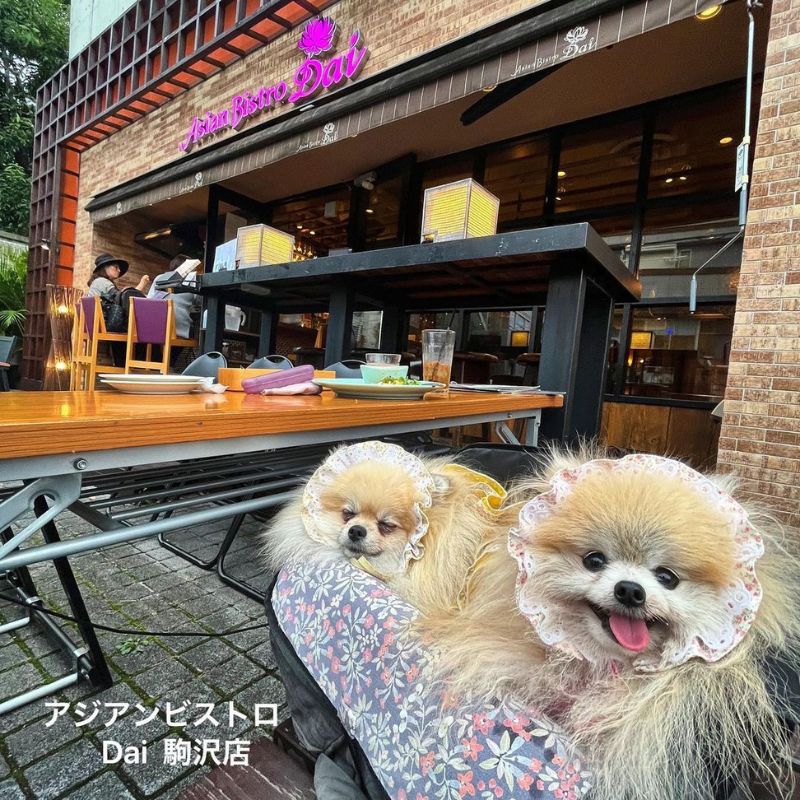 【アジアンビストロDai 駒沢店】@pomeranian408（ポメ子）駒沢公園のペット同伴OKなドッグカフェ