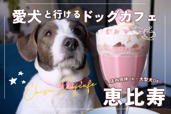 【恵比寿ドッグカフェ】愛犬とカフェ巡りおすすめ9選｜駅近15分【2024年最新】