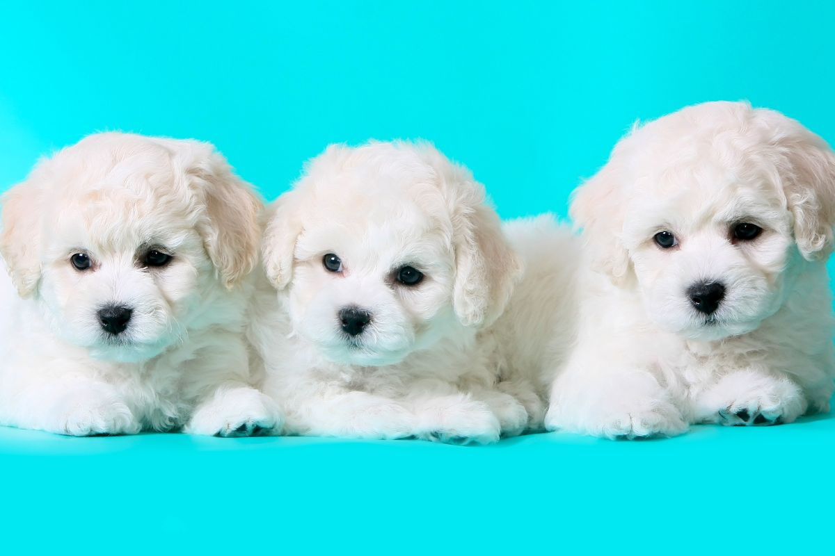 ビションフリーゼの平均価格は約31万円だが、50万円を超える場合も｜ビションフリーゼの子犬