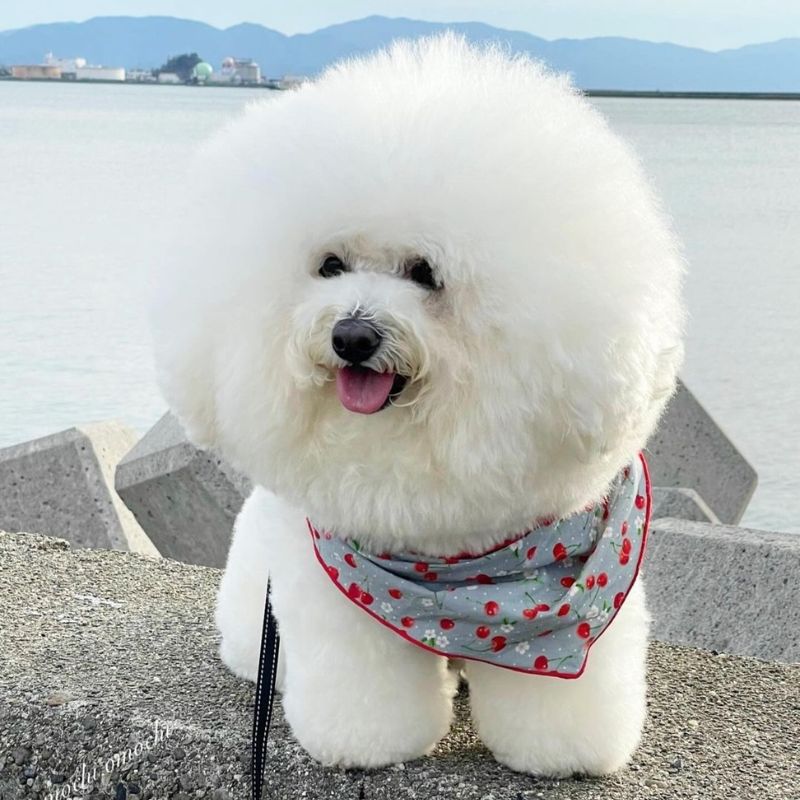 ビションフリーゼは体重3〜6kg程度の小型犬。ふわふわ&まんまるの白い毛が最大の特徴