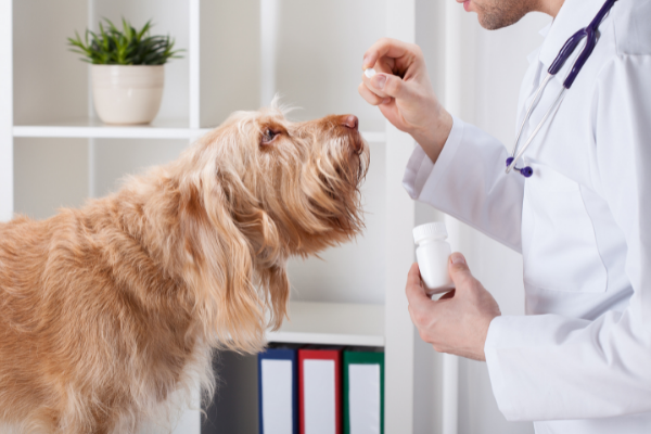 獣医と薬を投与される犬
