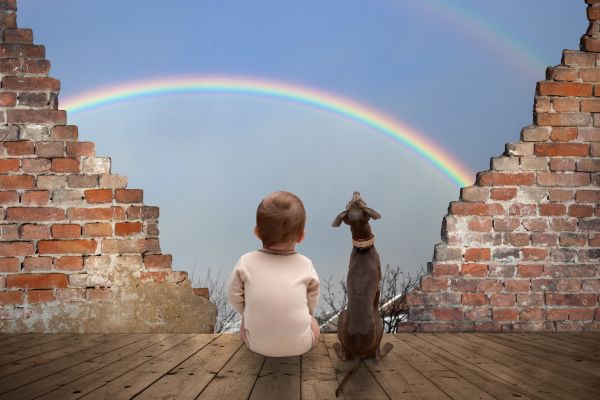 虹を見ている子供と犬